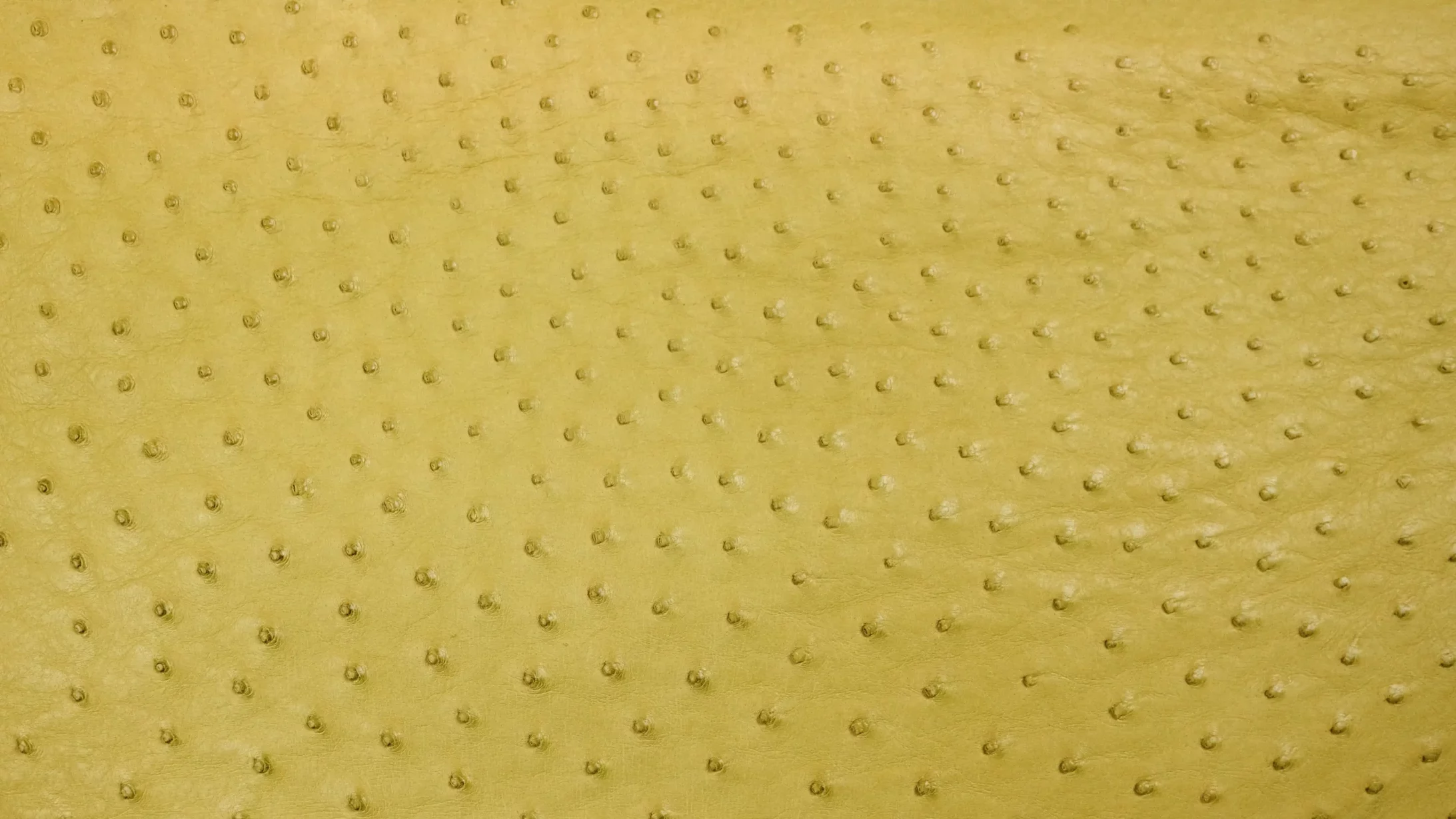 Da Cá Sấu Và Da đà điểu: So Sánh để Chọn đúng Chất Da Cao Cấp